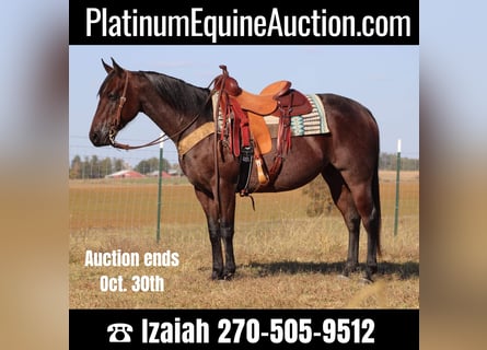 American Quarter Horse, Mare, 9 years, Roan-Bay