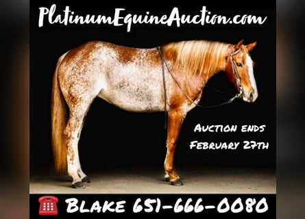 American Quarter Horse, Mare, 9 years, Sabino
