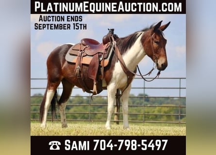American Quarter Horse, Mare, 9 years, Tobiano-all-colors
