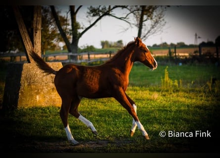 American Quarter Horse, Mare, Foal (06/2023), 14.1 hh, Chestnut-Red