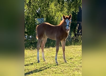 American Quarter Horse, Mare, Foal (04/2026), 14.1 hh, Chestnut