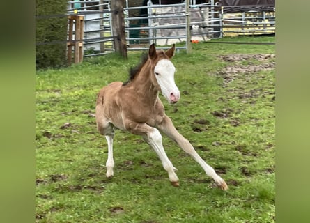 American Quarter Horse, Mare, Foal (03/2024), 14.1 hh, Roan-Bay
