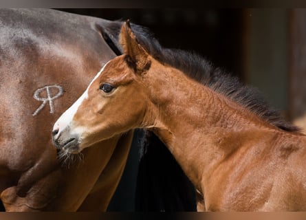 American Quarter Horse, Mare, Foal (04/2026), 14.2 hh, Brown