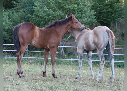 American Quarter Horse, Mare, Foal (04/2026), 14.2 hh, Brown