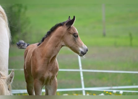 American Quarter Horse, Mare, Foal (05/2026), 14.2 hh, Buckskin
