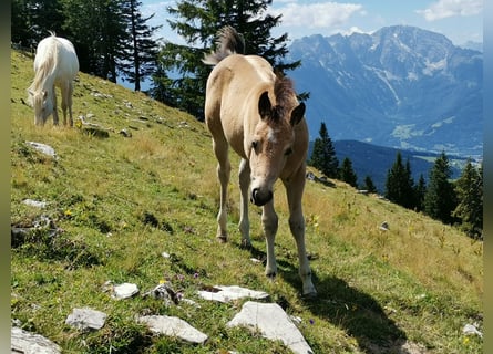 American Quarter Horse, Mare, Foal (05/2026), 14.2 hh, Buckskin
