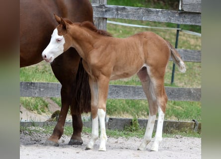 American Quarter Horse, Mare, Foal (05/2026), 14.2 hh, Chestnut-Red