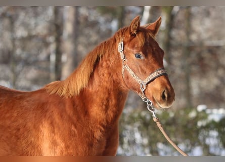 American Quarter Horse, Mare, Foal (03/2023), 14.2 hh, Chestnut-Red