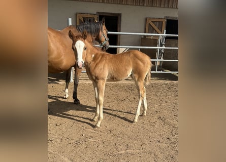 American Quarter Horse, Mare, Foal (05/2026), 14.2 hh, Chestnut-Red
