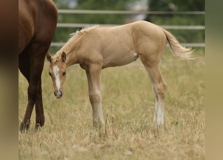 American Quarter Horse, Mare, Foal (04/2026), 14.2 hh, Palomino