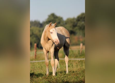 American Quarter Horse, Mare, Foal (05/2026), 14.2 hh, Palomino