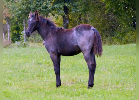 American Quarter Horse, Mare, Foal (04/2024), 14,2 hh, Roan-Blue