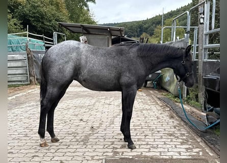 American Quarter Horse, Mare, Foal (03/2025), 14.2 hh, Roan-Blue American Quarter Horse, Mare, Foal (03/2025), 14.2 hh, Roan-Blue