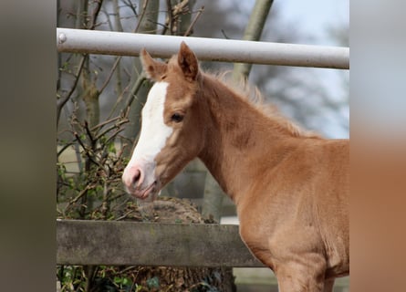 American Quarter Horse, Mare, , 14.3 hh, Palomino