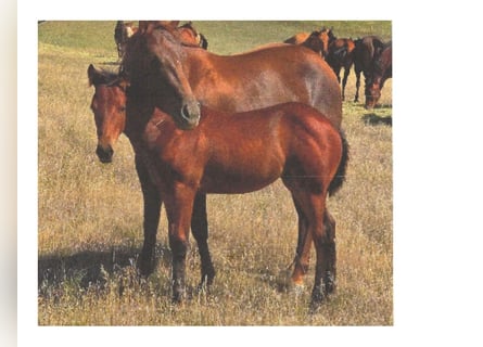 American Quarter Horse, Mare, Foal (04/2025), 14 hh, Bay