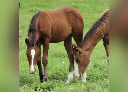 American Quarter Horse, Mare, Foal (05/2025), 14,2 hh, Brown