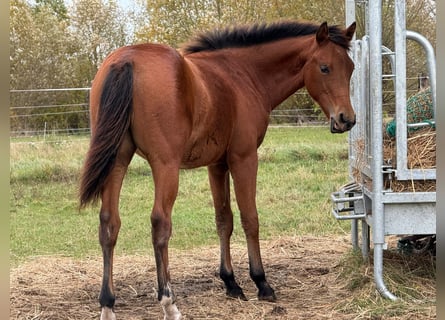 American Quarter Horse, Mare, Foal (03/2025), 14,2 hh, Brown
