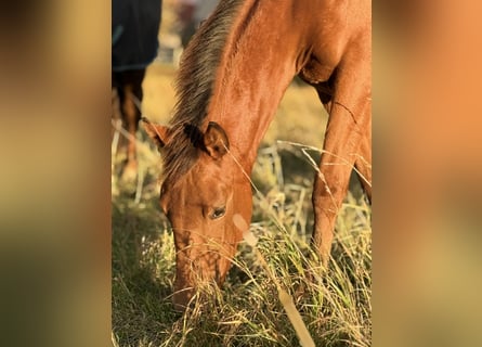 American Quarter Horse, Mare, Foal (03/2025), 14,2 hh, Brown