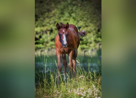 American Quarter Horse, Mare, Foal (05/2025), 14,2 hh, Chestnut