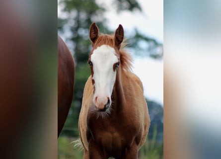 American Quarter Horse, Mare, Foal (03/2025), 14,2 hh, Chestnut-Red