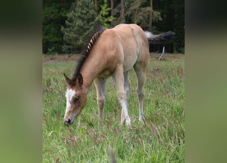 American Quarter Horse, Mare, , 14,2 hh, Roan-Bay
