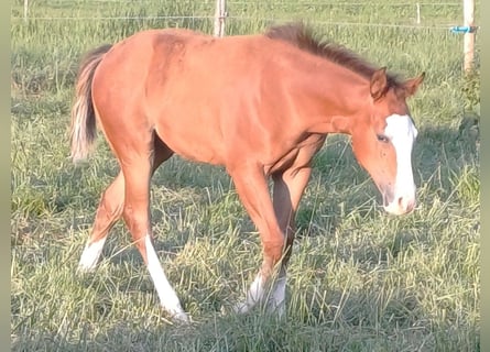 American Quarter Horse, Mare, Foal (03/2025), 14,3 hh, Brown