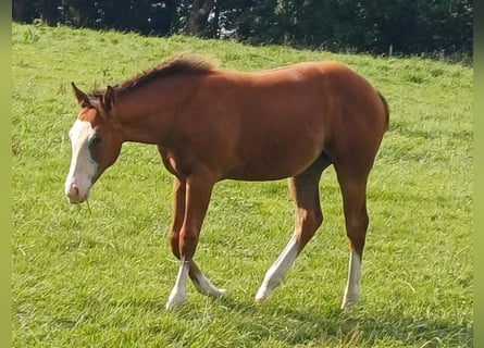 American Quarter Horse, Mare, Foal (03/2025), 14,3 hh, Brown