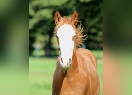 American Quarter Horse, Mare, Foal (03/2025), 14,3 hh, Chestnut-Red