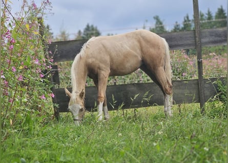American Quarter Horse, Mare, Foal (03/2025), 14,3 hh, Palomino