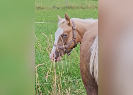 American Quarter Horse, Mare, Foal (03/2025), 14,3 hh, Palomino