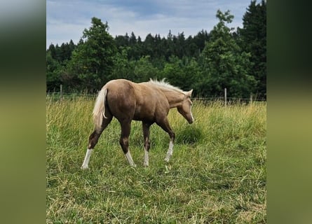 American Quarter Horse, Mare, , 14,3 hh, Palomino