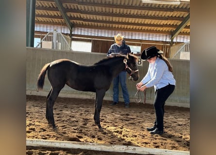 American Quarter Horse, Mare, Foal (05/2026), 15.1 hh, Bay-Dark