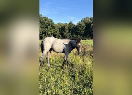 American Quarter Horse, Mare, Foal (06/2026), 15.2 hh, Brown Falb mold