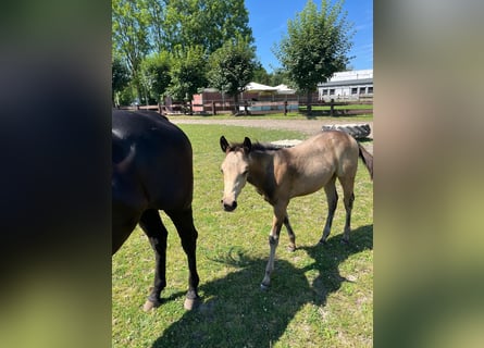 American Quarter Horse, Mare, Foal (05/2024), 15 hh, Buckskin