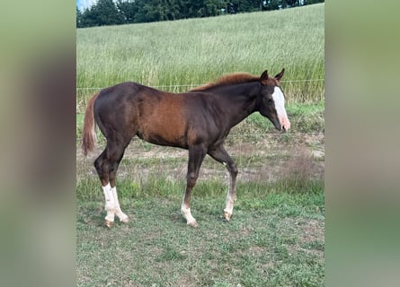 American Quarter Horse, Mare, Foal (04/2025), 15 hh, Chestnut-Red American Quarter Horse, Mare, Foal (04/2025), 15 hh, Chestnut-Red