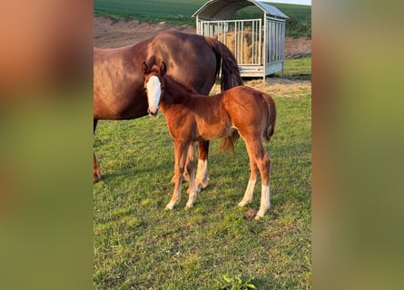 American Quarter Horse, Mare, , 15 hh, Chestnut-Red