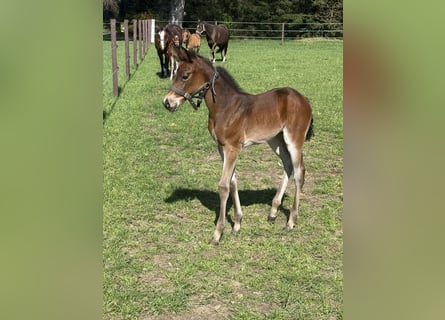 American Quarter Horse, Mare, , 15,1 hh, Brown