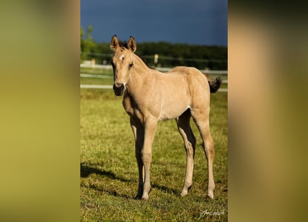 American Quarter Horse, Mare, Foal (04/2025), 15,1 hh, Buckskin