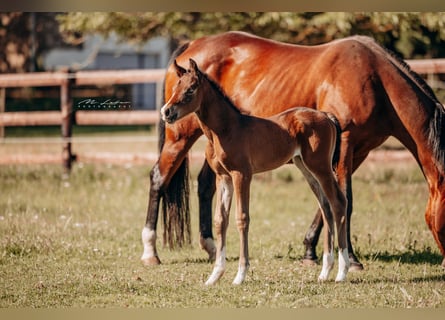 American Quarter Horse, Mare, , 15,2 hh, Brown