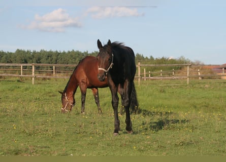 American Quarter Horse, Mare, Foal (04/2024), Bay-Dark