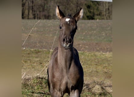 American Quarter Horse, Mare, , Black