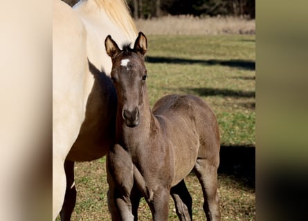 American Quarter Horse, Mare, , Black