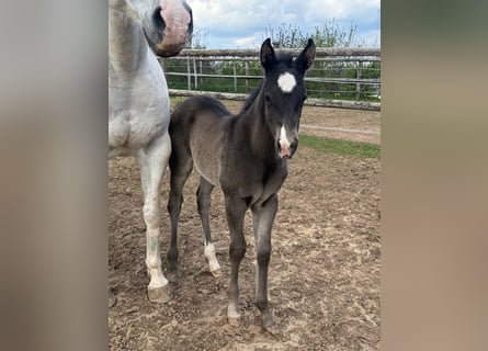American Quarter Horse, Mare, Foal (04/2026), Black