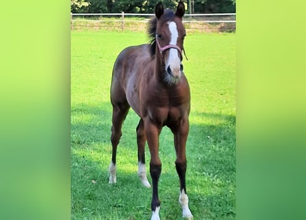 American Quarter Horse, Mare, , Brown