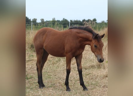 American Quarter Horse, Mare, Foal (02/2026), Brown