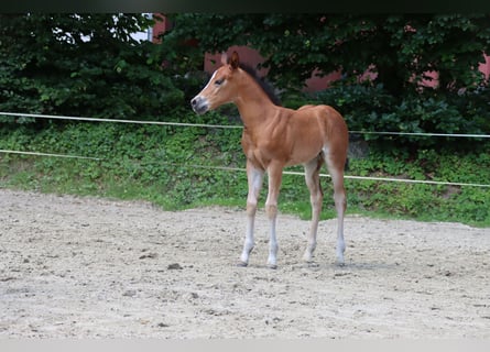 American Quarter Horse, Mare, Foal (06/2024), Brown