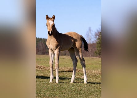 American Quarter Horse, Mare, Foal (02/2026), Buckskin