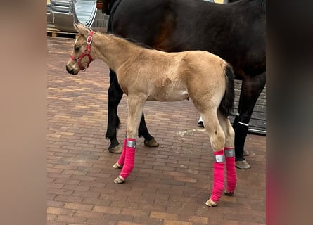 American Quarter Horse, Mare, Foal (02/2026), Buckskin