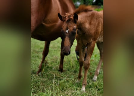American Quarter Horse, Mare, Foal (03/2025), Chestnut