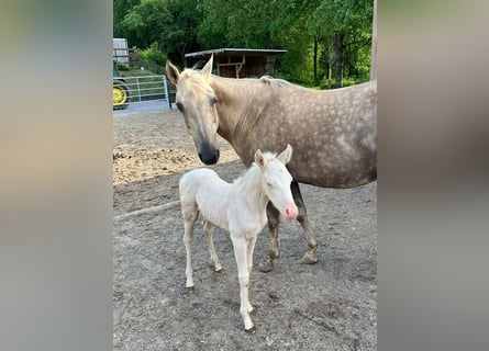 American Quarter Horse, Mare, Foal (05/2024), Cremello